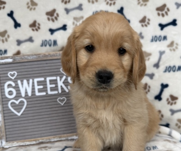 Medium Photo #1 Golden Retriever Puppy For Sale in TONASKET, WA, USA