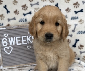 Golden Retriever Puppy for sale in TONASKET, WA, USA