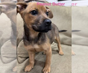 Labrador Retriever-Unknown Mix Dogs for adoption in Jackson Township, NJ, USA