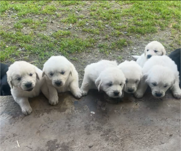Medium Photo #3 English Cream Golden Retriever Puppy For Sale in PLYMOUTH, CA, USA