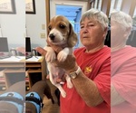 Small Photo #9 Dachshund Puppy For Sale in ASHLAND, NE, USA