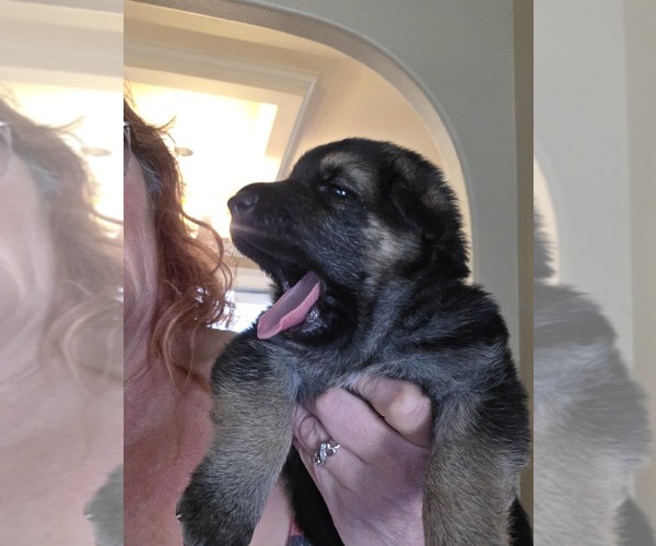 Medium Photo #7 German Shepherd Dog Puppy For Sale in LAKE CITY, FL, USA