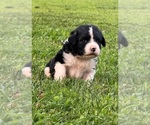 Small #2 Caucasian Shepherd Dog