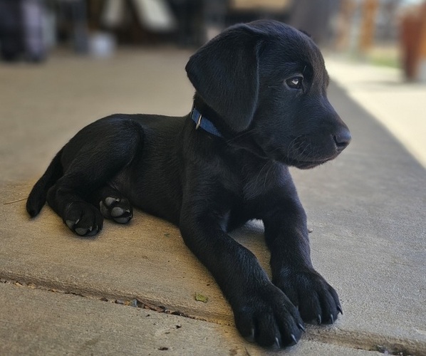 Medium Photo #6 Labrador Retriever Puppy For Sale in PASO ROBLES, CA, USA