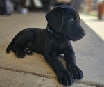 Puppy 5 Labrador Retriever