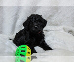 Small #21 Schnoodle (Miniature)