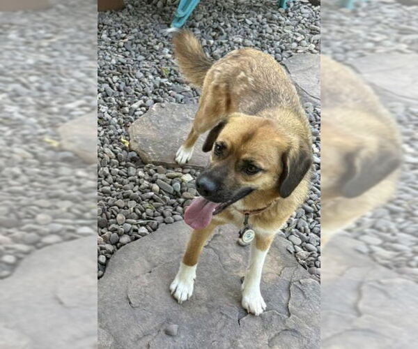 Medium Photo #1 Beagle Puppy For Sale in Pottstown, PA, USA