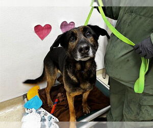 German Shepherd Dog Dogs for adoption in McKinleyville, CA, USA