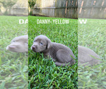 Small Photo #17 Labrador Retriever Puppy For Sale in WARNER ROBINS, GA, USA