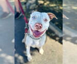 Small #13 American Staffordshire Terrier Mix