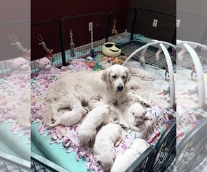 English Cream Golden Retriever Puppy for sale in MEDFORD TOWNSHIP, NJ, USA