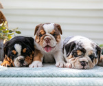 Image preview for Ad Listing. Nickname: Litter of 3