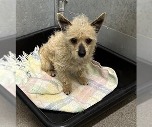 Cairn Terrier Dogs for adoption in HESPERIA, CA, USA