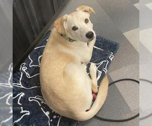 Ricky - Male Labrador Retriever-Unknown Mix Dog for Adoption - Photo #4