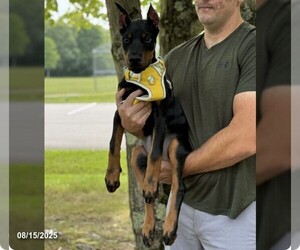 Doberman Pinscher Puppy for sale in HUNTSBURG, OH, USA