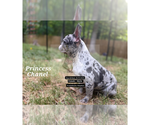 Small #1 French Bulldog