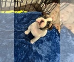 Small #1 French Bulldog