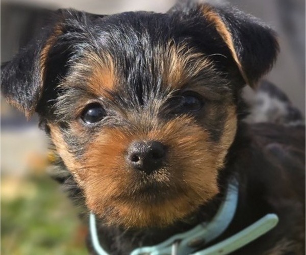 Medium Photo #2 Yorkshire Terrier Puppy For Sale in NILES, MI, USA