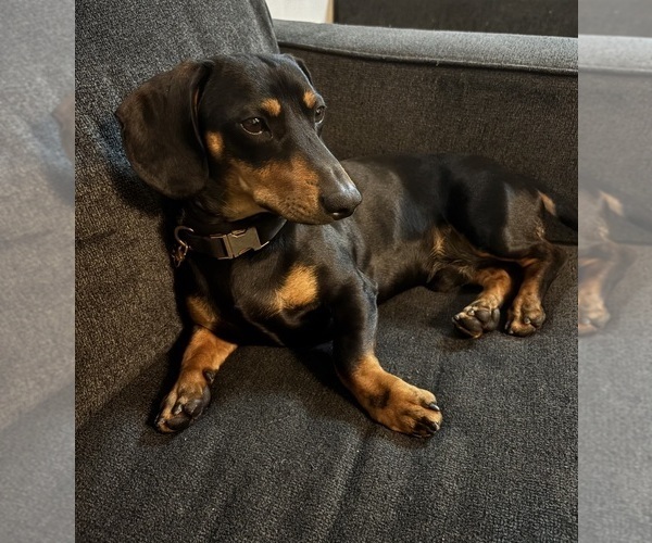 Medium Photo #1 Dachshund Puppy For Sale in ROWLAND HEIGHTS, CA, USA