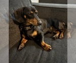 Small Photo #1 Dachshund Puppy For Sale in ROWLAND HEIGHTS, CA, USA
