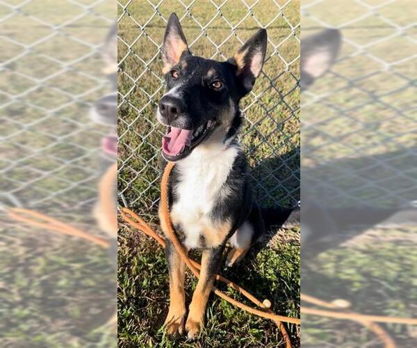Medium Photo #2 German Shepherd Dog-Unknown Mix Puppy For Sale in Rosenberg, TX, USA