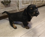Small Photo #31 Dachshund Puppy For Sale in NEOSHO, MO, USA