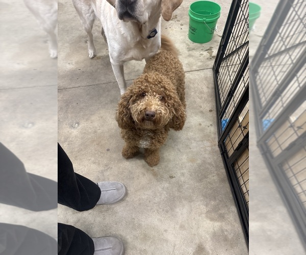Medium Photo #1 Goldendoodle mix (+ Poodle Miniature) Puppy For Sale in ROANOKE, IN, USA