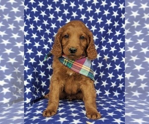 Goldendoodle Puppy for sale in LINCOLN UNIV, PA, USA