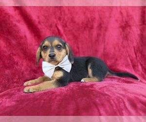 Beagle-Labradoodle Mix Puppy for sale in LAKELAND, FL, USA