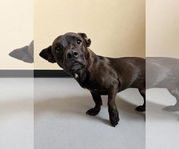 Medium Photo #4 Mutt Puppy For Sale in Rockwall, TX, USA