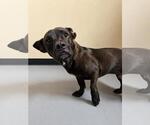Small #3 Mutt