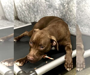 American Pit Bull Terrier-Labrador Retriever Mix Dogs for adoption in Estherville, IA, USA