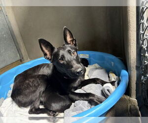 German Shepherd Dog-Unknown Mix Dogs for adoption in San Bernardino, CA, USA