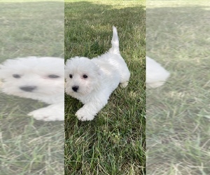 Coton de Tulear Puppy for sale in CANOGA, NY, USA