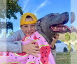 Small Photo #2 American Staffordshire Terrier Puppy For Sale in San Juan Capistrano, CA, USA