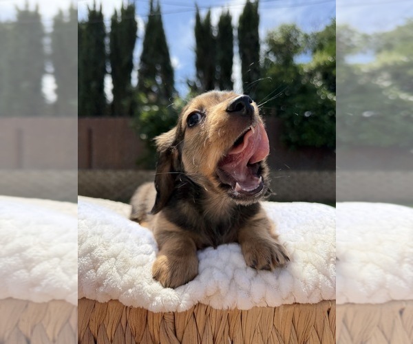 Medium Photo #5 Dachshund Puppy For Sale in NORTH HIGHLANDS, CA, USA