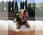 Small #4 Dachshund