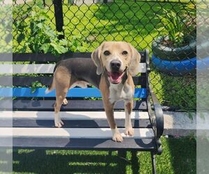 Beagle Dogs for adoption in Perth Amboy, NJ, USA