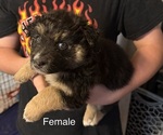 Small #3 Australian Shepherd