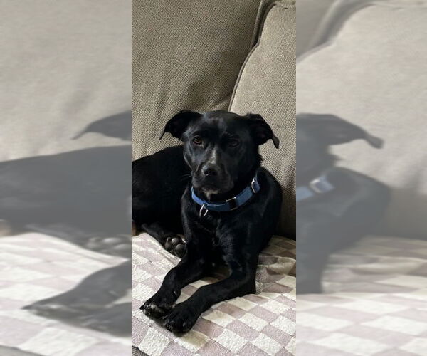 Medium Photo #2 Labrador Retriever-Unknown Mix Puppy For Sale in Fairfax, VA, USA