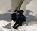 Small #1 Labrador Retriever Mix