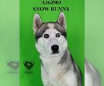 Small #1 Siberian Husky