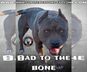 Mother of the American Pit Bull Terrier puppies born on 01/14/2025