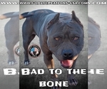 Small Photo #1 American Pit Bull Terrier Puppy For Sale in DOS PALOS, CA, USA