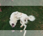Small #57 Chow Chow-Great Pyrenees Mix