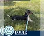Small #3 Dachshund