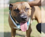 Small Mastiff Mix