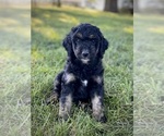 Small Photo #1 Aussiedoodle Puppy For Sale in CONWAY, MO, USA
