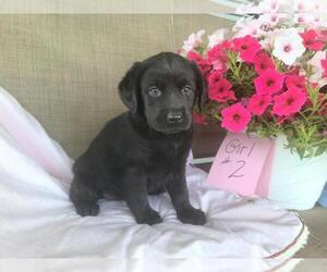 Labrador Retriever Puppy for sale in CLARE, MI, USA