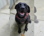 Small Labrador Retriever Mix